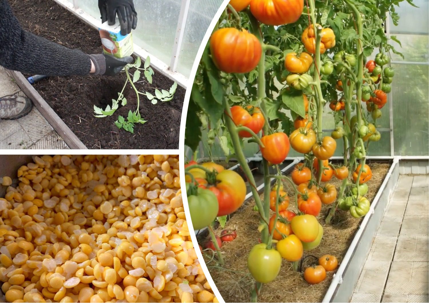 Городники розповіли, що покласти в лунку при посадці помідорів