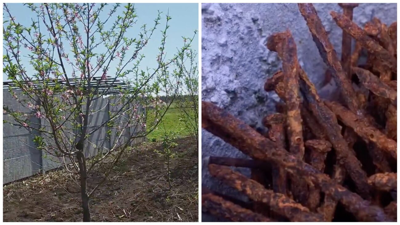 Садівники розповіли, навіщо заривати іржаві цвяхи в саду