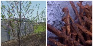 Садівники розповіли, яку роль виконують іржаві цвяхи у догляді за садом