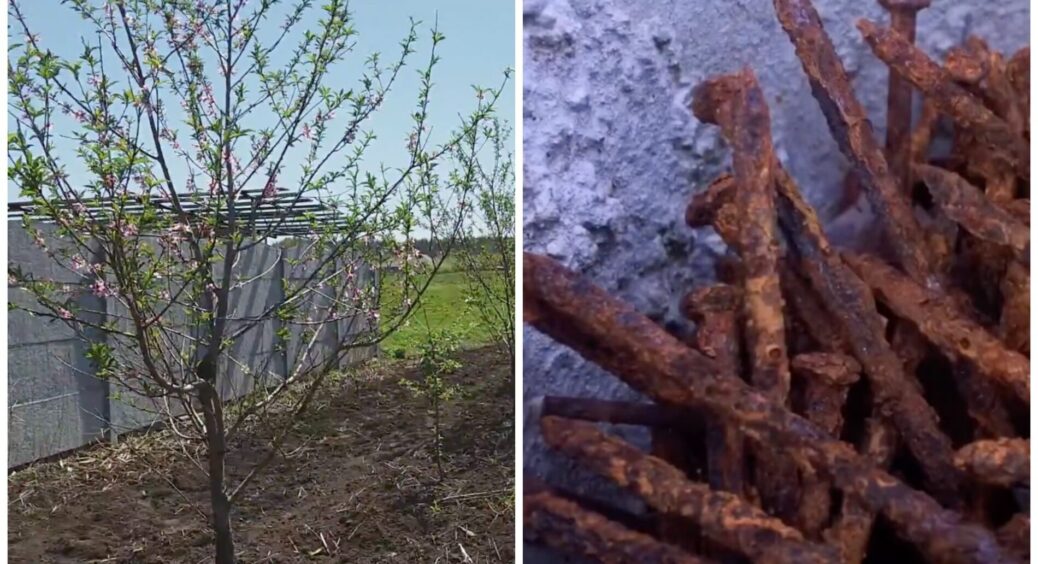 Беру 3-5 іржавих цвяхів і несу в сад, а не на металолом – це не “Вуду”, а розумна “фіча” 