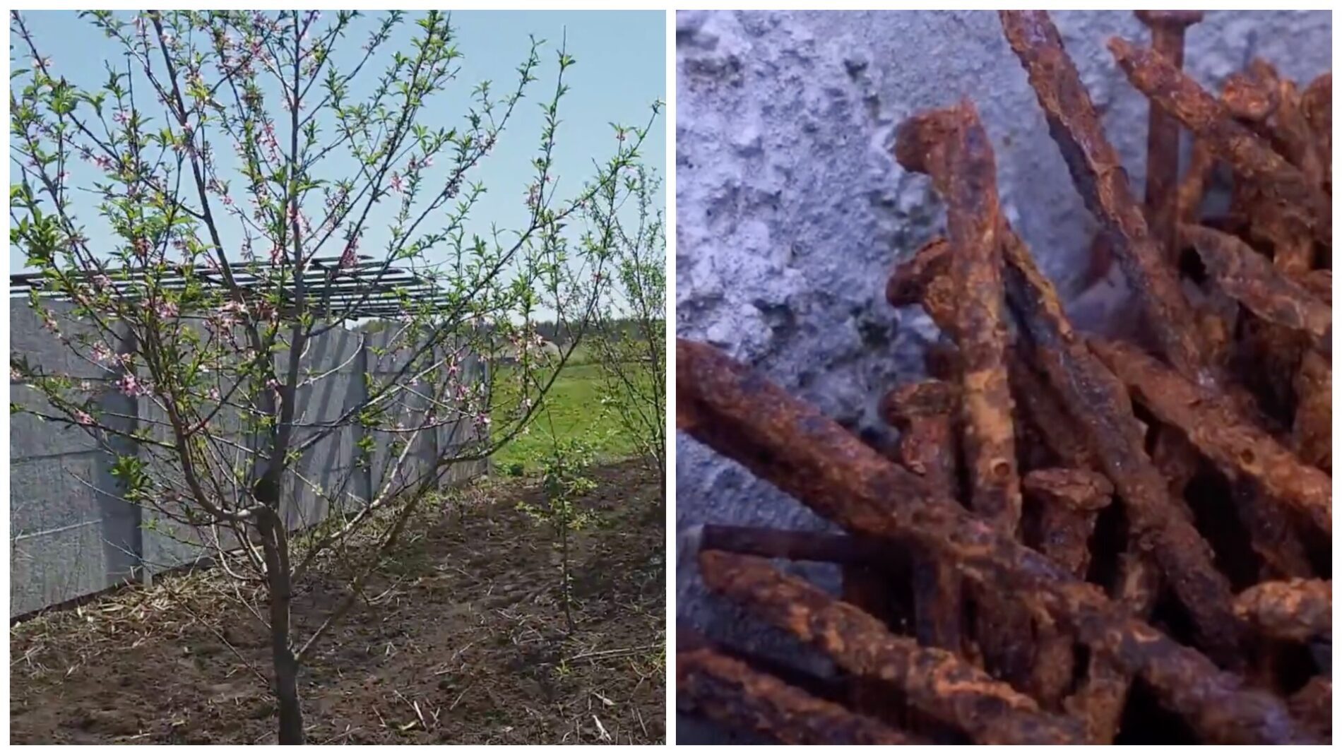 Садівники розповіли, навіщо заривати іржаві цвяхи в саду