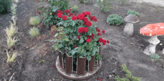 Квітникарі розповіли, як використати залишки шиферу в саду