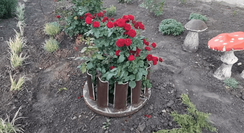 Залишки старого шифера бережу, як скарби зі скрині: тепер увесь город в акуратних бордюрах за 0 гривень 