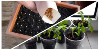 Городники назвали дату у лютому, коли обовʼязково треба сіяти розсаду 