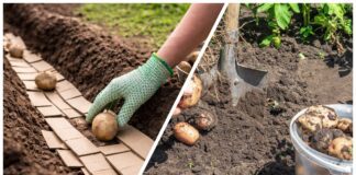 Городники розповіли, навіщо класти картон у лунки при посадки картоплі 