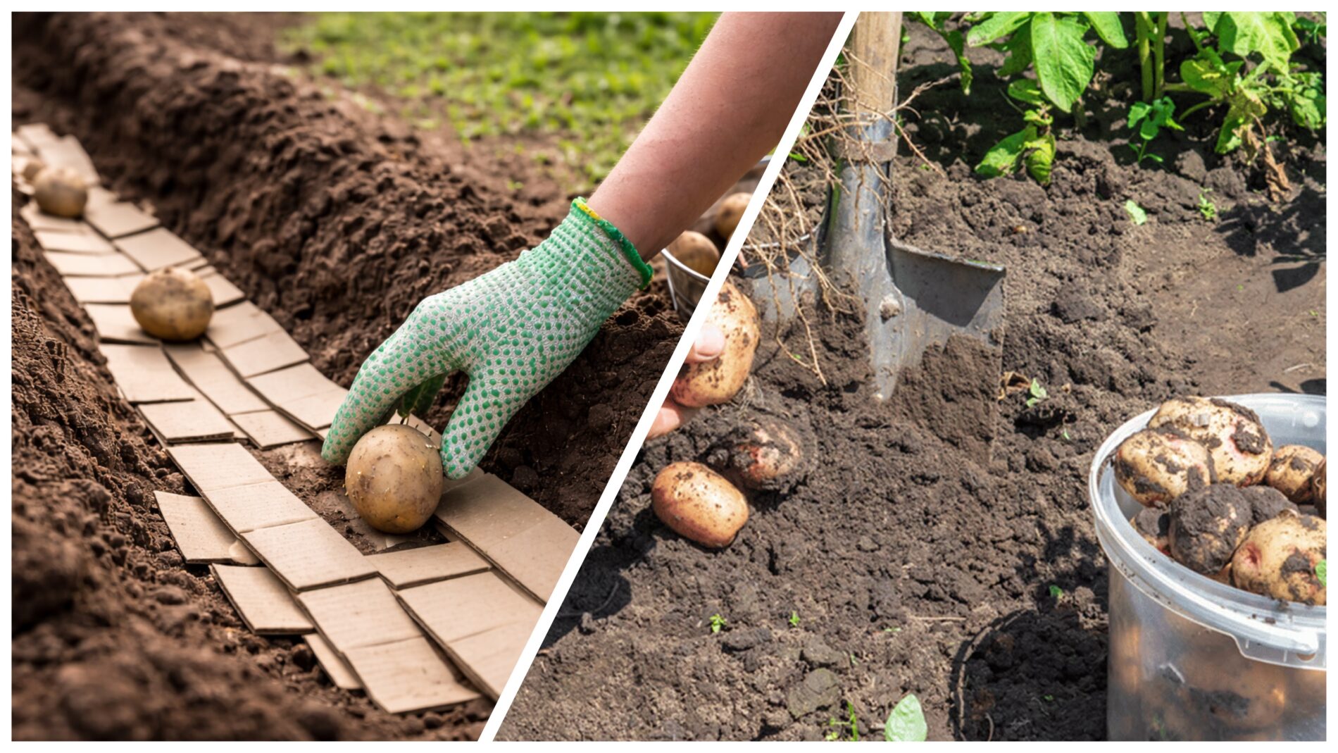 Городники розповіли, навіщо класти картон у лунки при посадки картоплі 