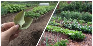 Городники розповіли, навіщо закопувати на городі лавровий лист 