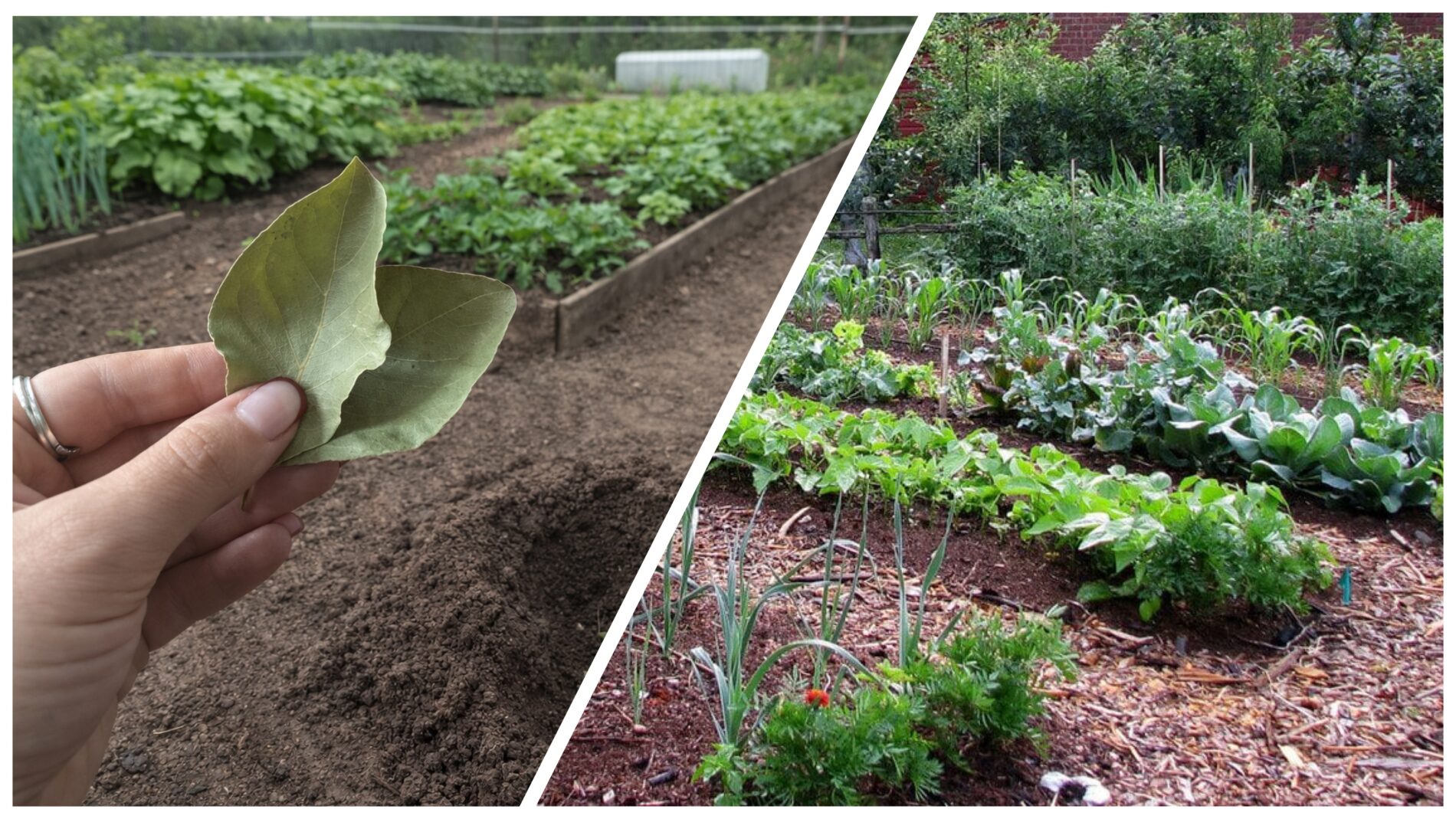 Городники розповіли, навіщо закопувати на городі лавровий лист 