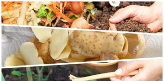 Городники розповіли, які відходи з кухні можна використовувати як добрива 