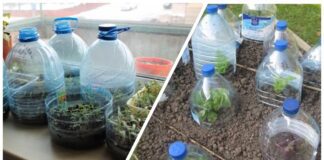 Господині розповіли, як виростити зелень вдома взимку