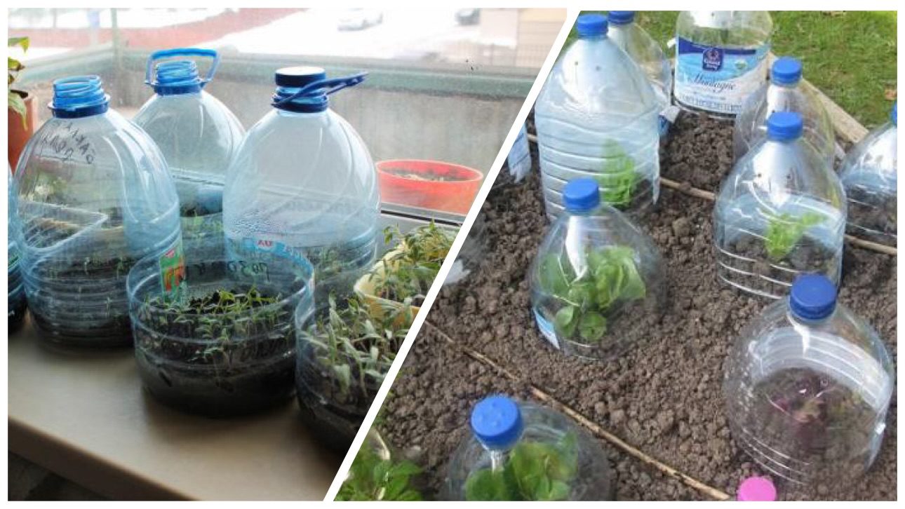 Городники розповіли, як зробити міні-теплиці для розсади із баклажок 