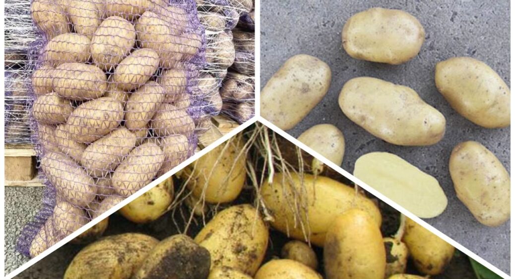 Новий беззаперечний лідер серед картоплі: 1 сорт, з яким не зрівняється навіть Беллароза та Мелоді 