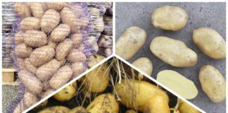 Городники назвали найврожайніший сорт картоплі для висадки у 2026