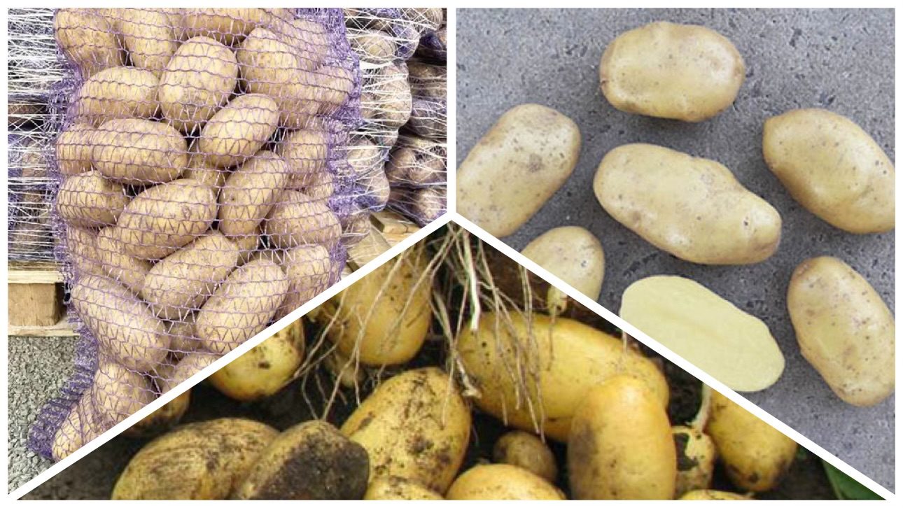 Городники розповіли, який сорт картоплі кращий за Белларозу 