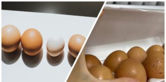 Фермери пояснили, чому курячі яйця категорії С1 часто свіжіші за С0 