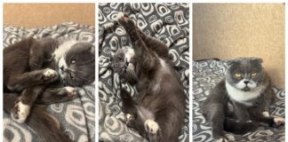 Господарі розповіли 3 неочевидних причини, через які зʼявляється запах від тварин 