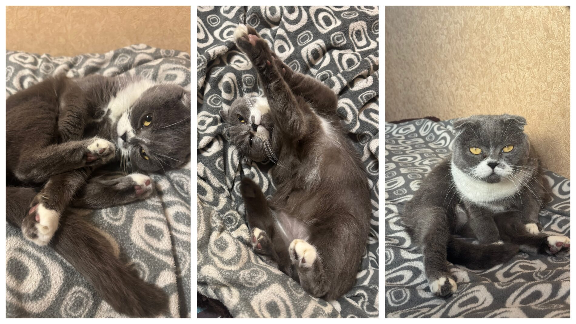 Господарі розповіли 3 неочевидних причини, через які зʼявляється запах від тварин 