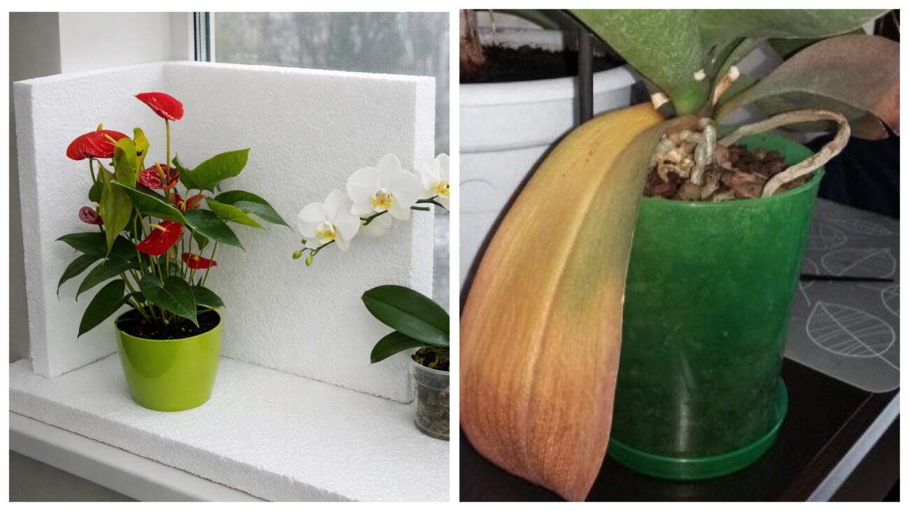 Квітникари розповіли, як захистити кімнатні квіти від холоду