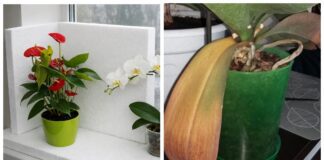 Квітникари розповіли, як захистити кімнатні квіти від холоду 