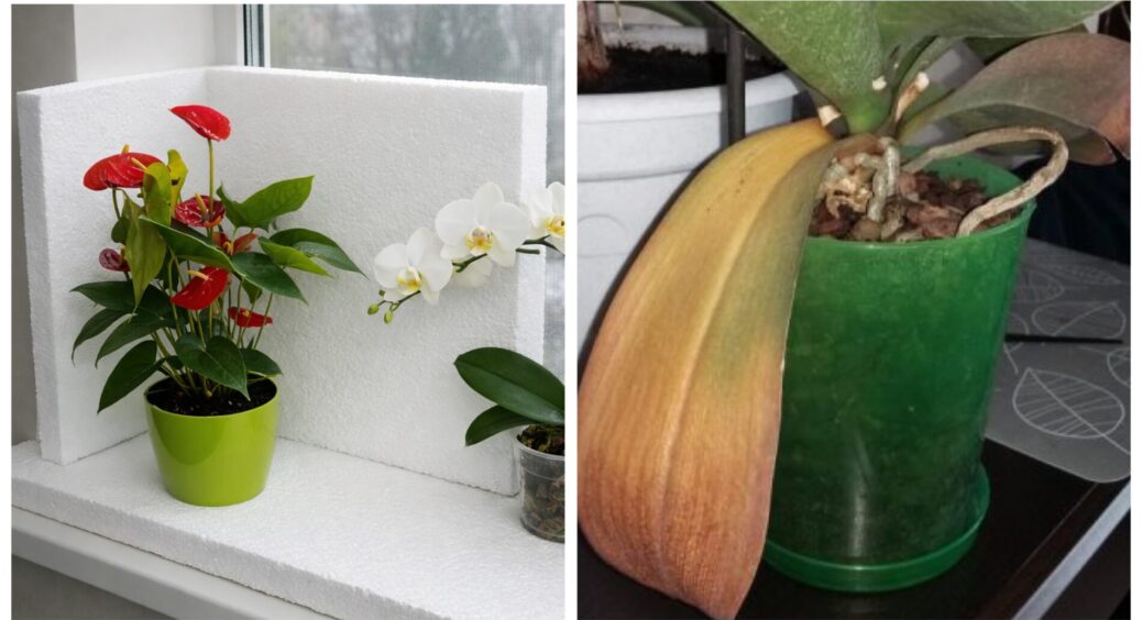 Кімнатні квіти буяють і при -20: ставлю горщики на 1 шматок пінопласту. Коріння захищене від холоду 