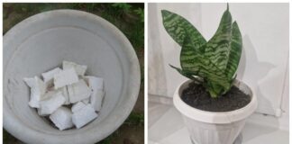 Господині розповіли, як використовувати пінопласт для домашніх квітів 