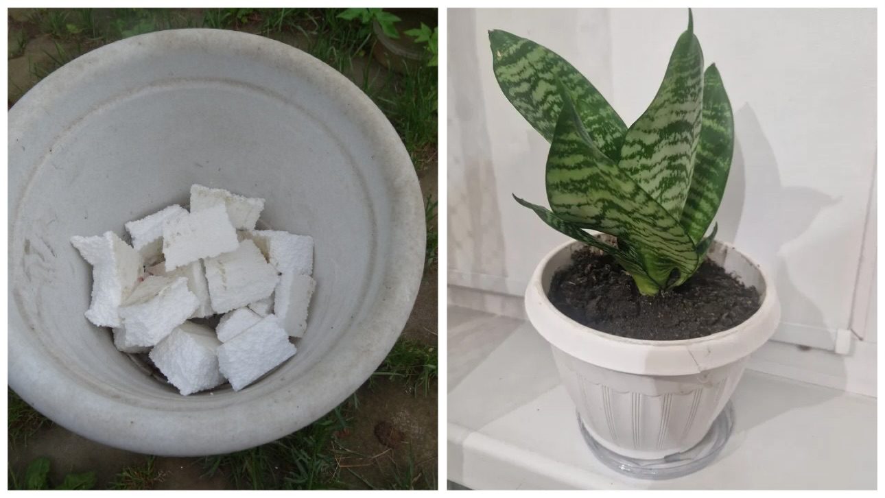 Господині розповіли, як використовувати пінопласт для домашніх квітів 