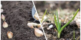 Городники розповіли про дві обов'язкові процедури для озимого часнику в березні	