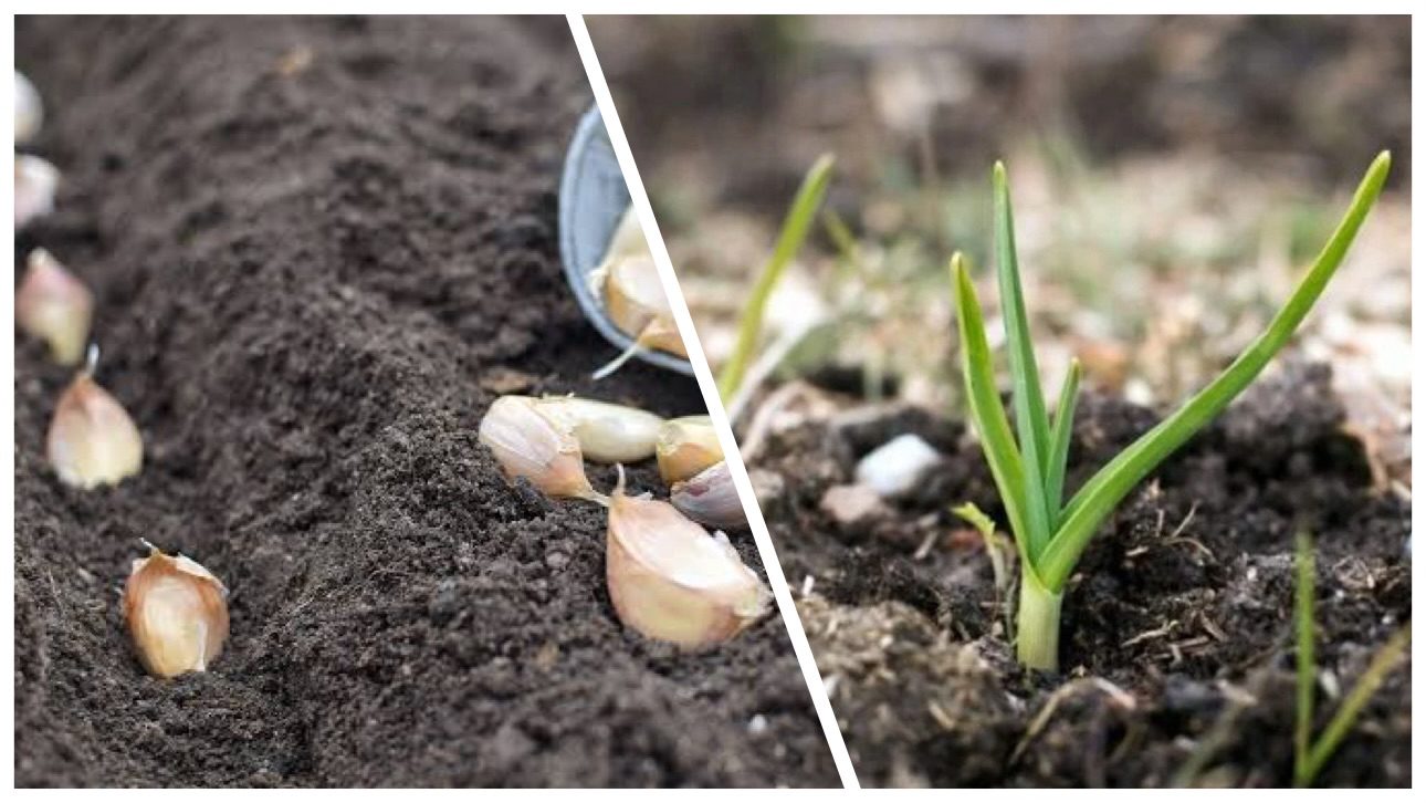 Городники розповіли, через скільки днів після висадки проростає часник  