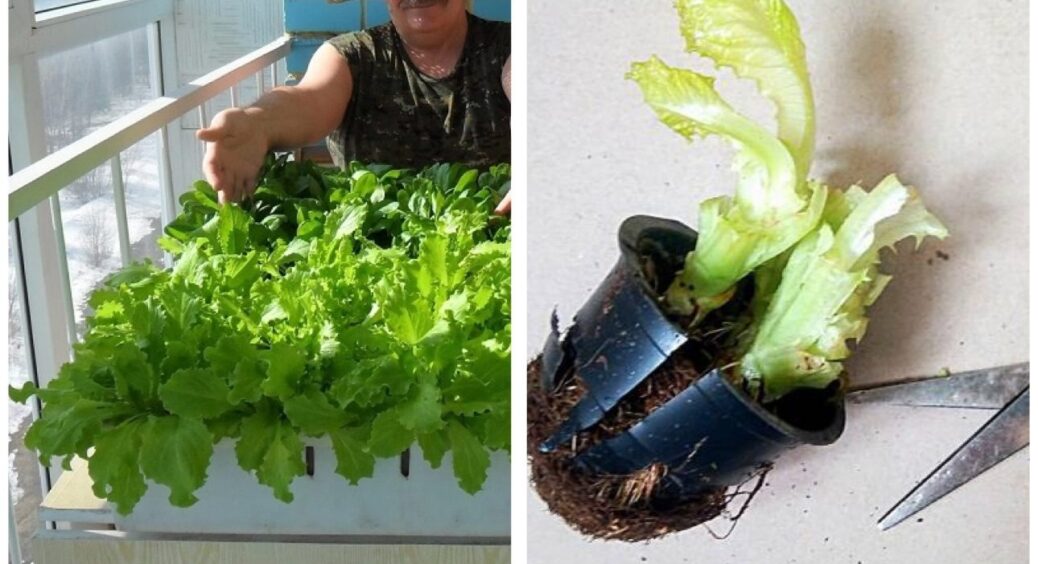 Раніше мій балкон був захаращений мотлохом, а тепер це міні-город: виростила 3 види зелені взимку без грядок 