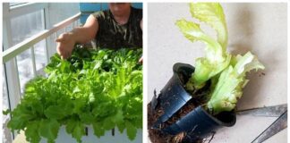 Господині розповіли, як виростити зелень вдома взимку 