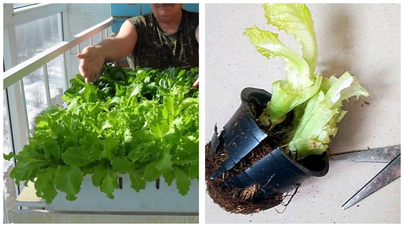 Господині розповіли, як виростити зелень вдома взимку 