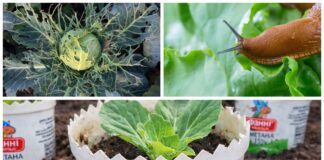 Городники розповіли, як створити захист від слимаків для капусти 