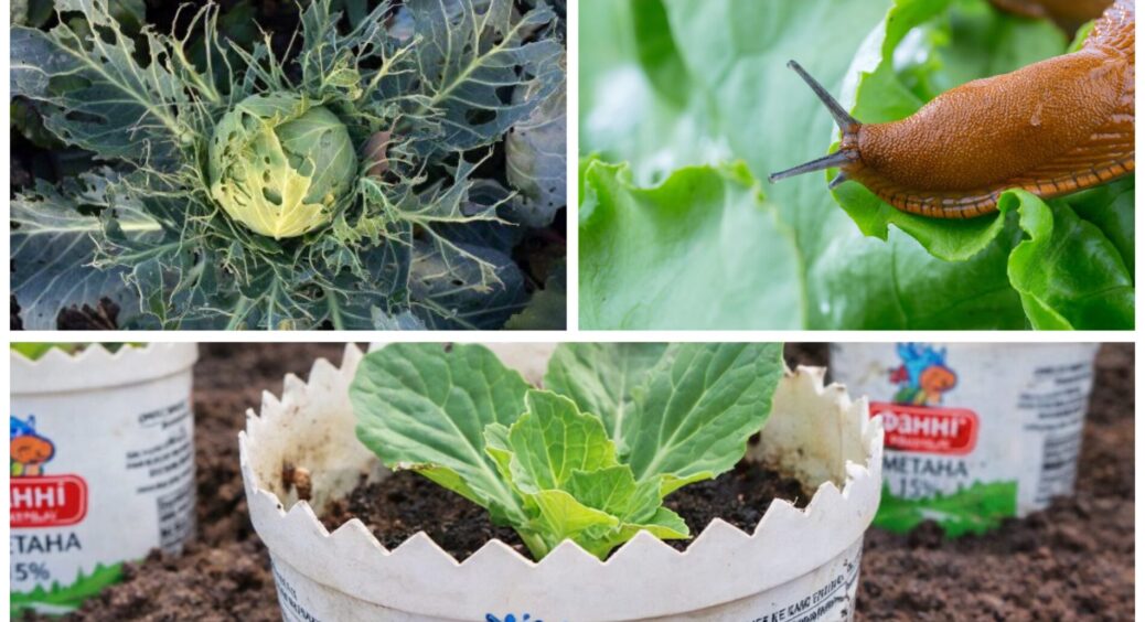 Стаканчики з-під сметани не мию для розсади: роблю з них захисні кільця від слимаків –100% захист капусти 