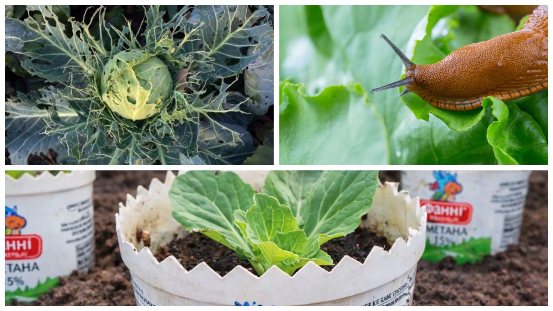 Городники розповіли, як створити захист від слимаків для капусти 
