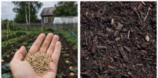 Городники розповіли, як без компосту підвищити вміст гумусу у ґрунті 