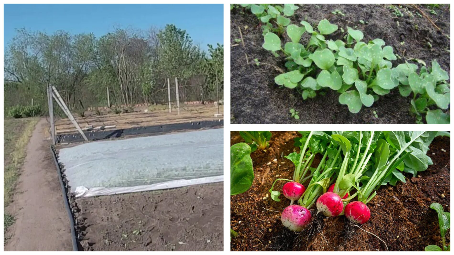 Городники розповіли, як отримати ранній врожай редиски 