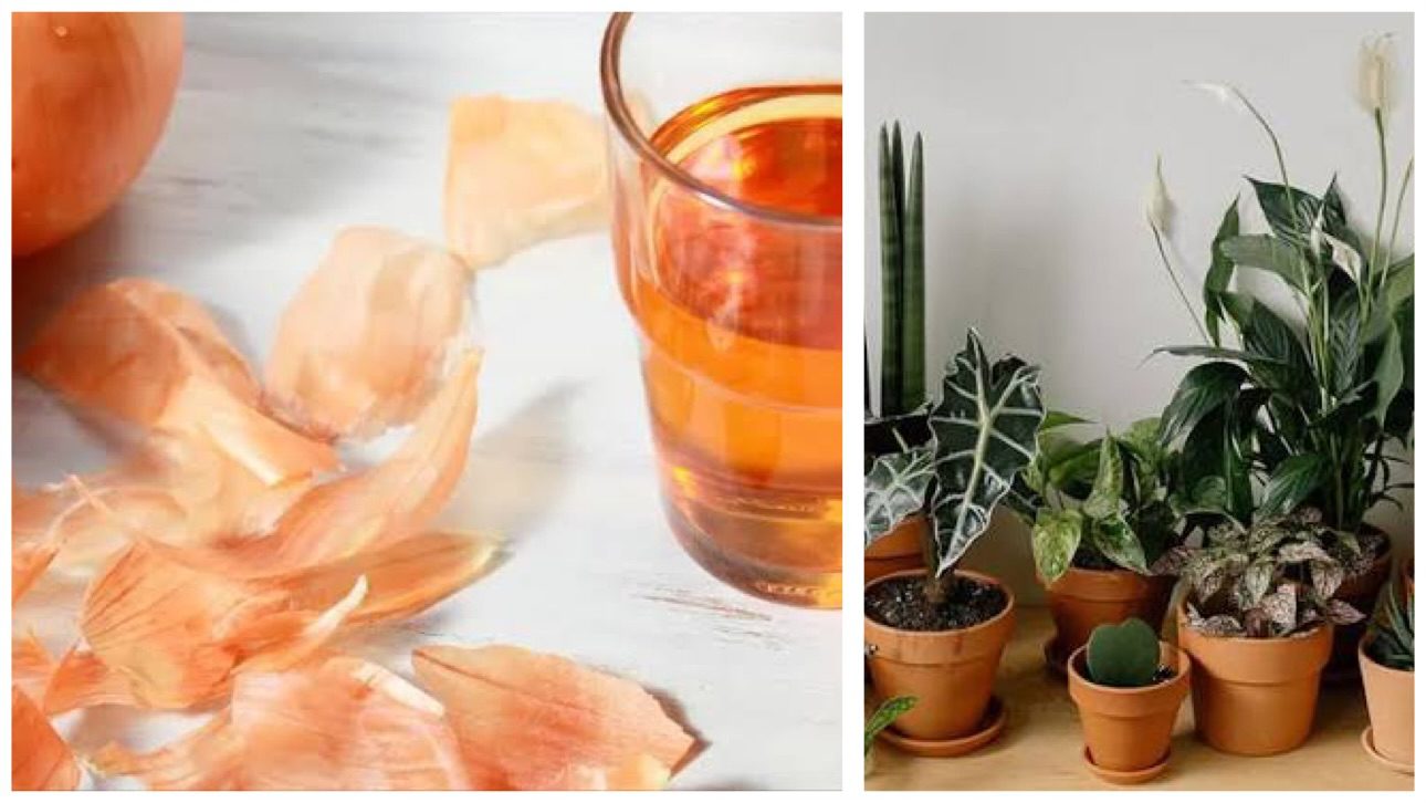 Господині розповіли, як зробити добриво з цибулевого лушпиння 