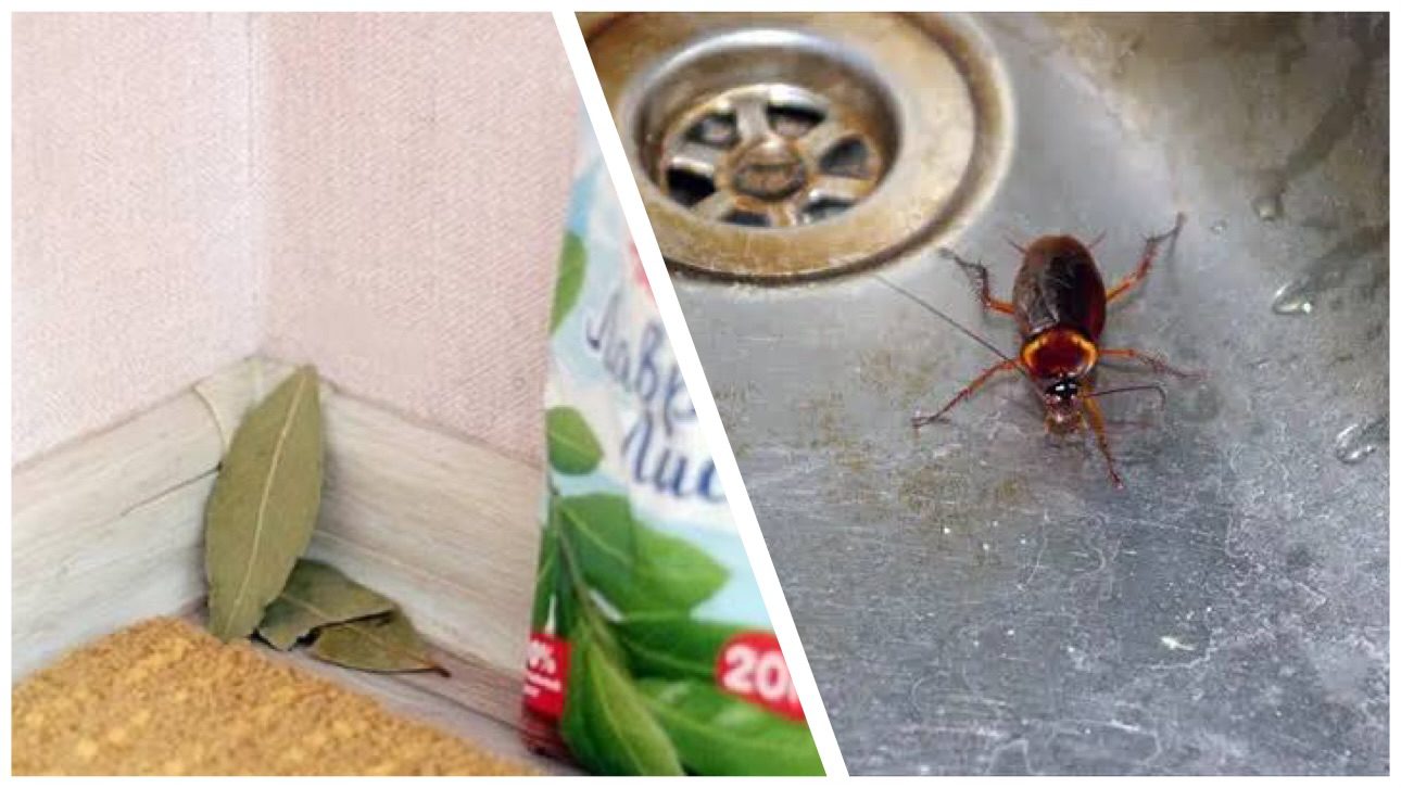 Господині розповіли, як позбутися тарганів і мурах без інсектицидів 