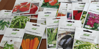 Городники розповіли, як обрати якісне насіння для грядок	