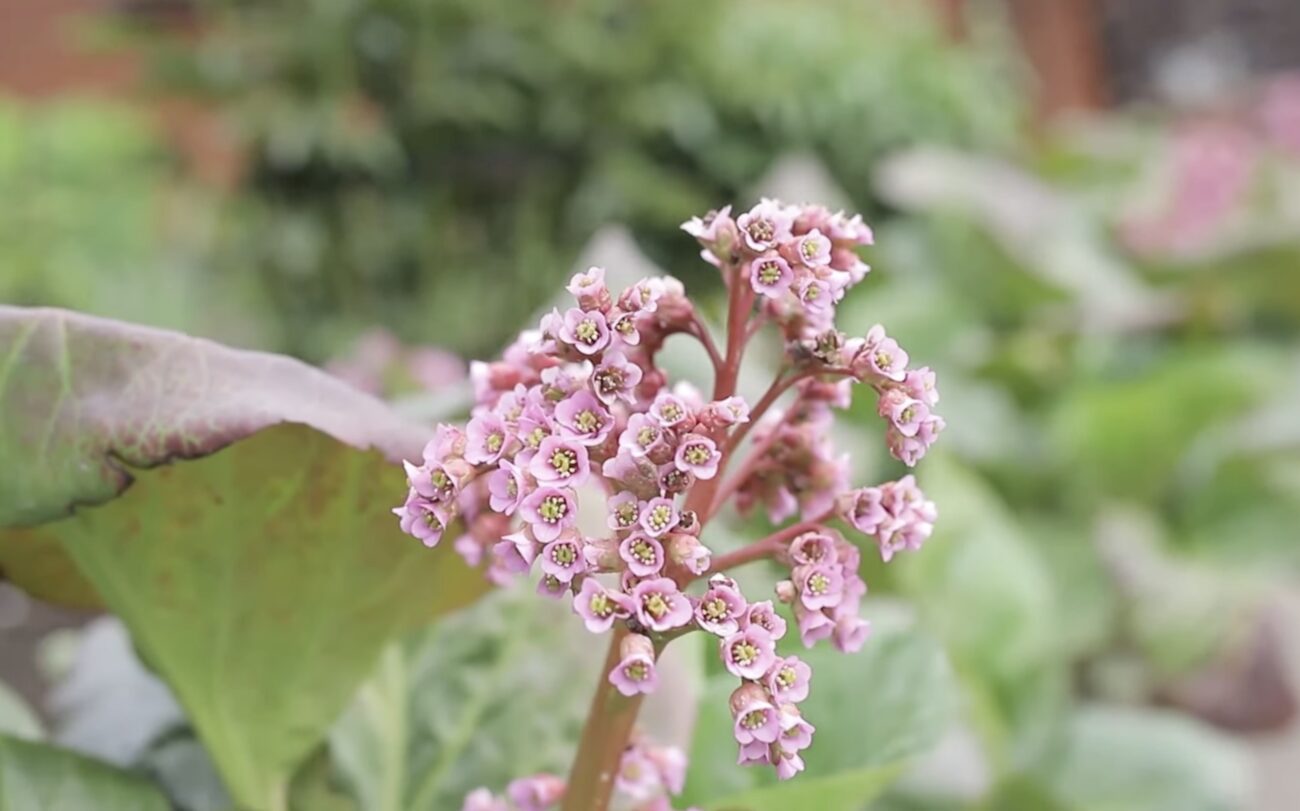Садівники розповіли, яку гарну рослину можна посадити в тіні