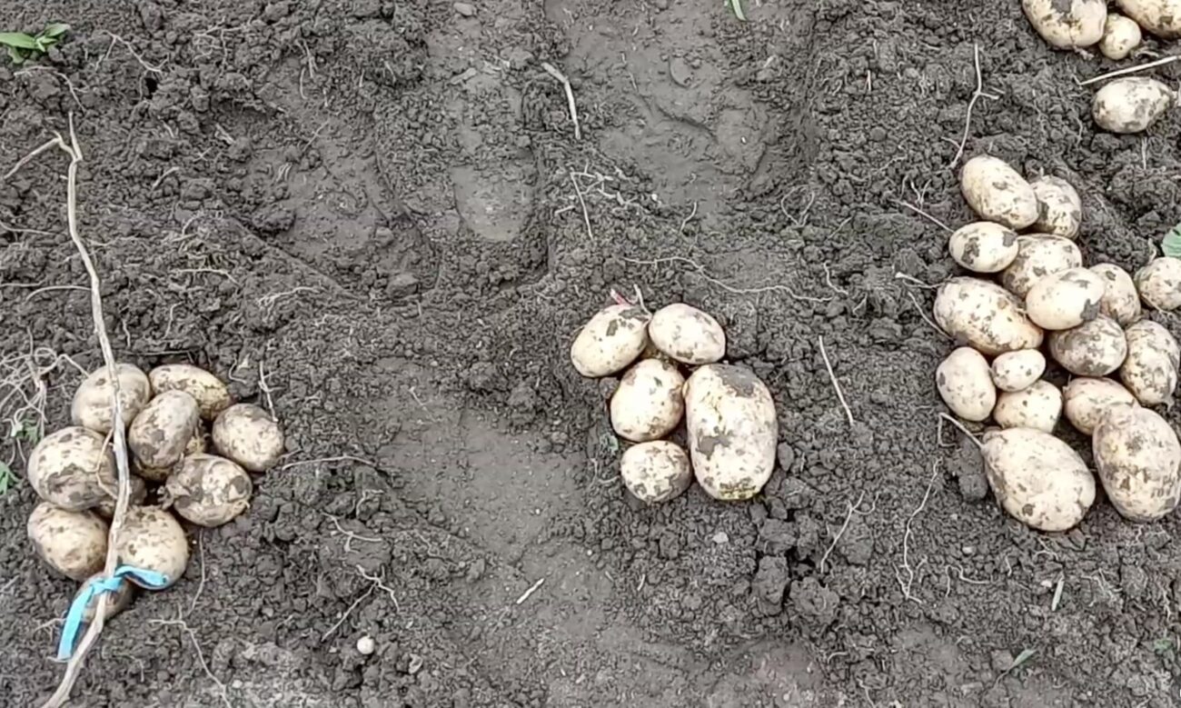Городники поділилися назвами сортів картоплі, що стійкі до фітофтори