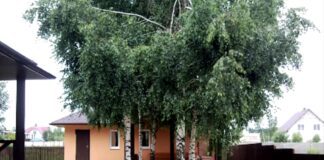 Садівники розповіли, які дерева не можна садити поряд з будинком
