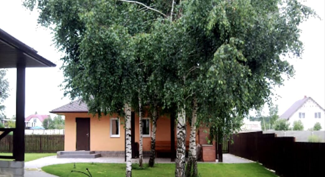 Сусідка не послухала і посадила це дерево на ділянці поряд з будинком: коріння попсувало весь фундамент 