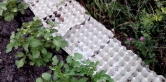 Садівники розповіли, як використати лотки від яєць з користю