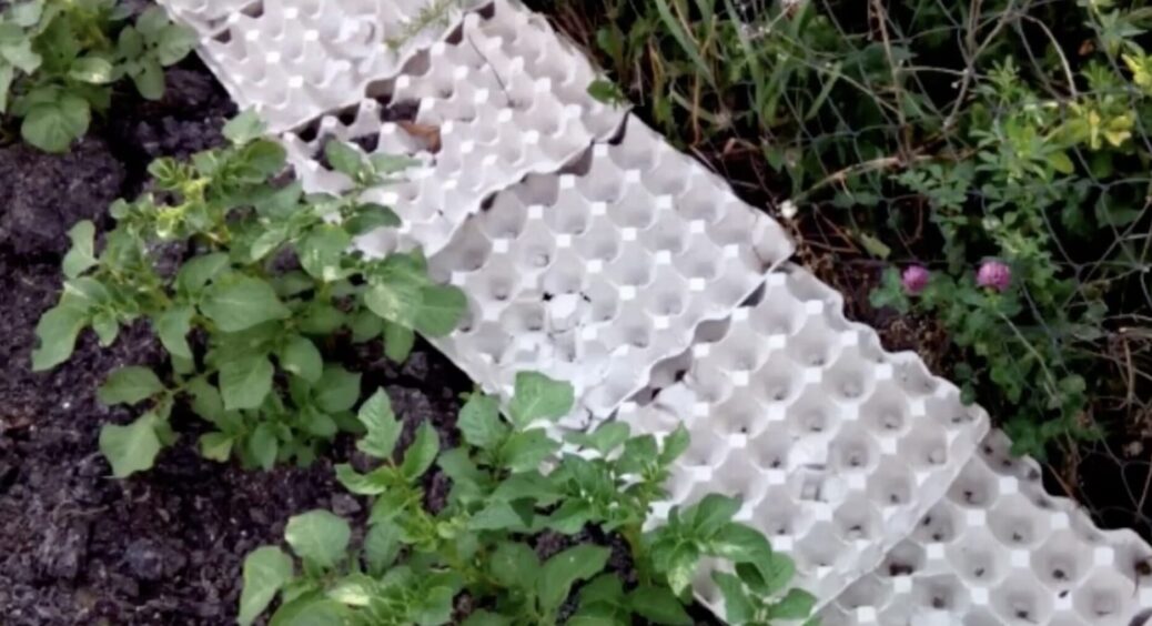 Розповіли, як застосувати лотки від яєць в саду та на городі, щоб не викидати, а з користю 