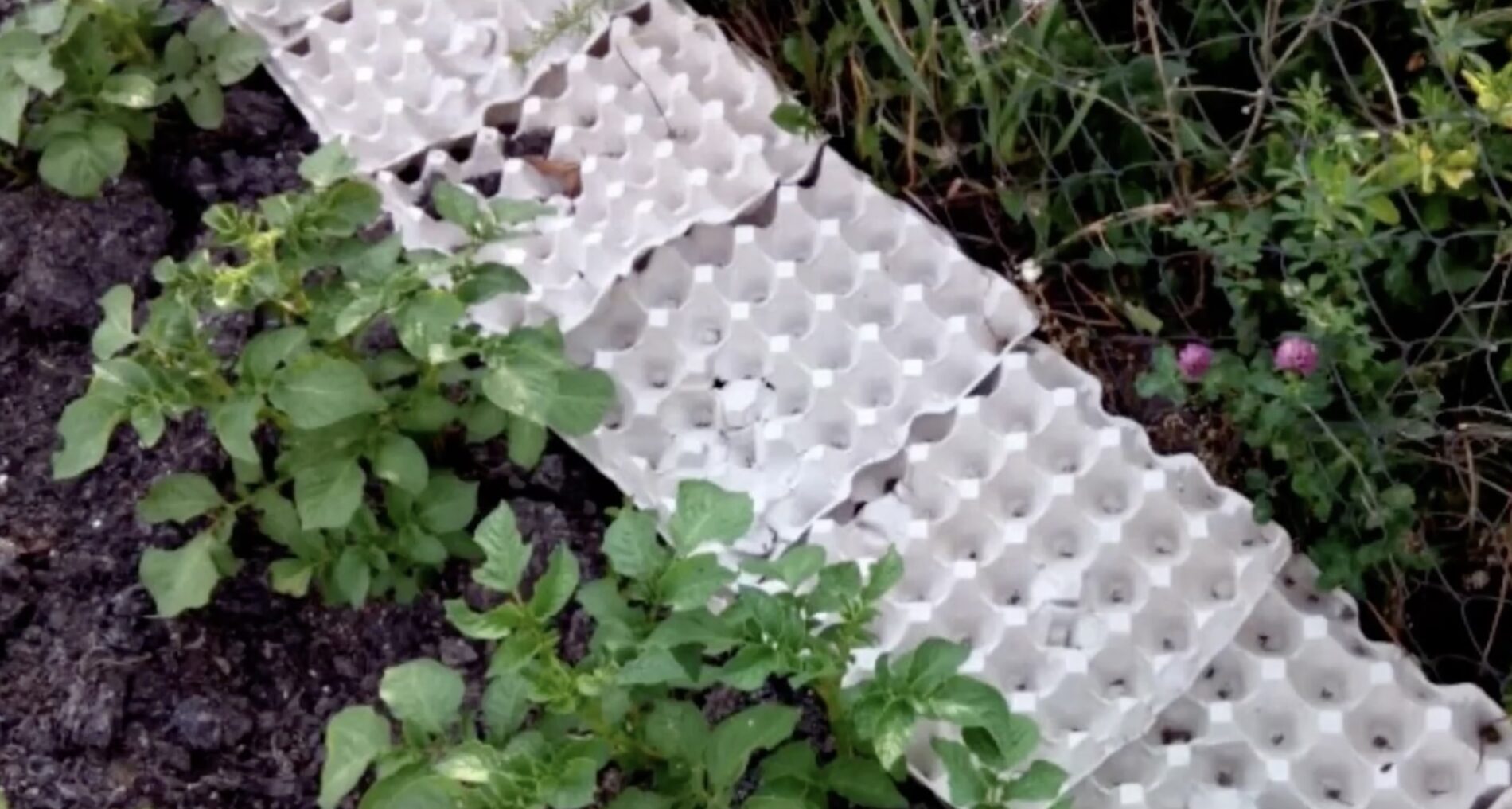 Садівники розповіли, як використати лотки від яєць з користю