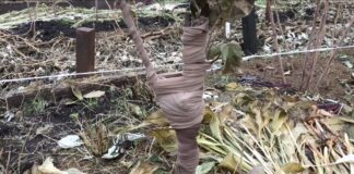 Садівники розповіли, як використати старі колготи в саду з користю