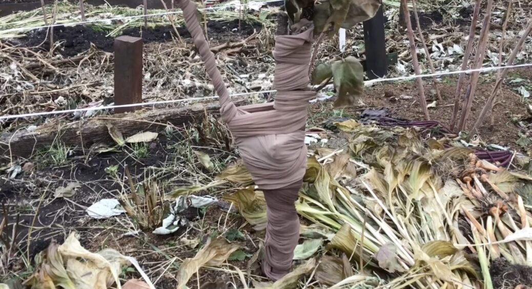 Побачила, як сусід обмотує стовбури дерев старими колготками: не посоромилась спитати, навіщо 