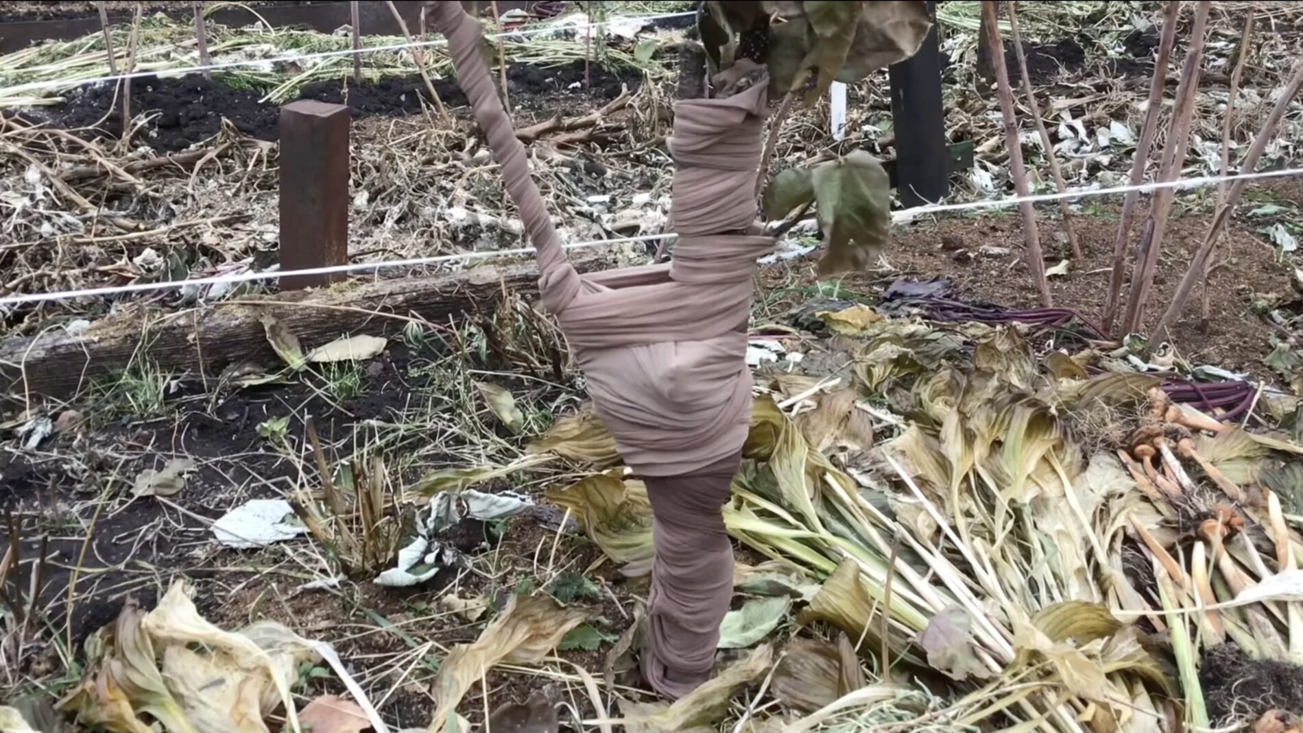 Садівники розповіли, як використати старі колготи в саду з користю