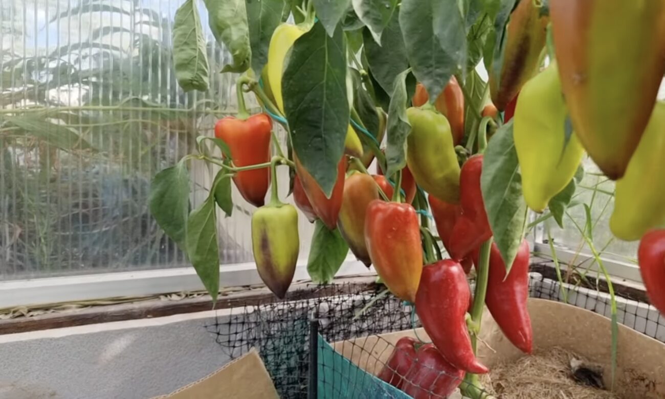 Городники поділилися назвами стійких й смачних сортів перцю